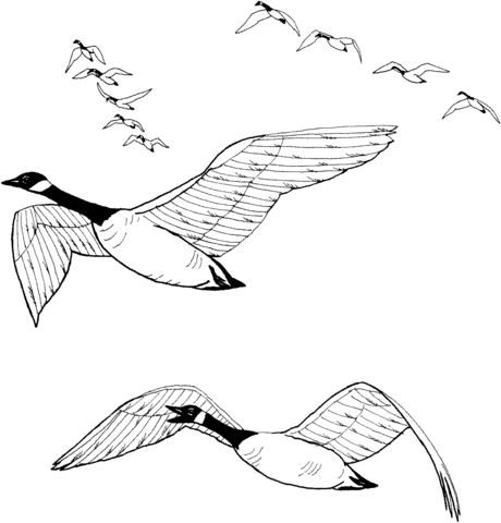 Flock Of Canada Geese  Coloring Page